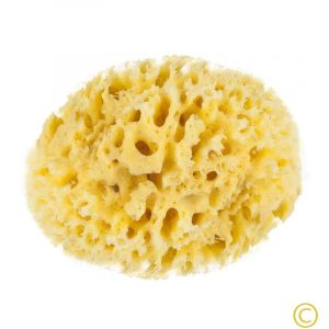 Natural Sponge Size 12